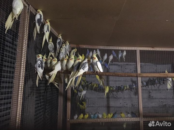 Попугаи оптом волнистые кареллы какарики