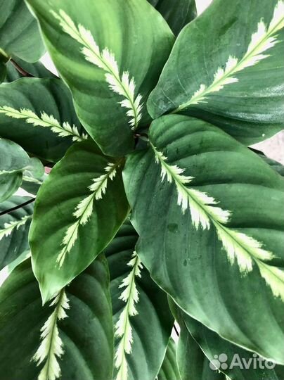 Калатея Мауи