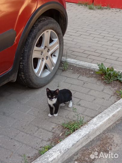 Кошечка в добрые руки