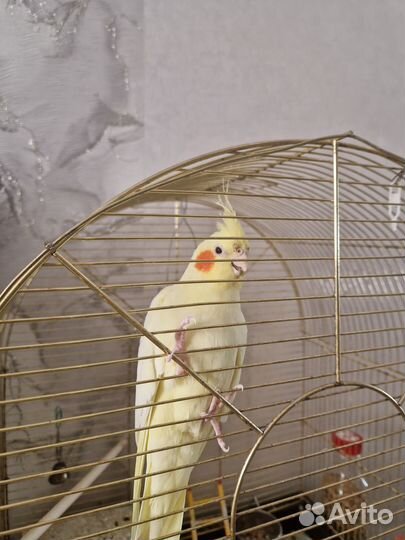 Продам попугая кореллку