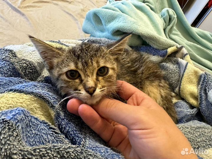 Кошка в дар