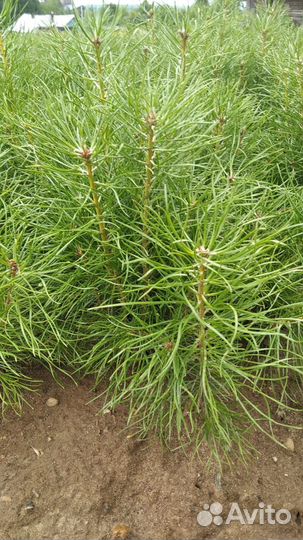 Двухлетние саженцы сосны