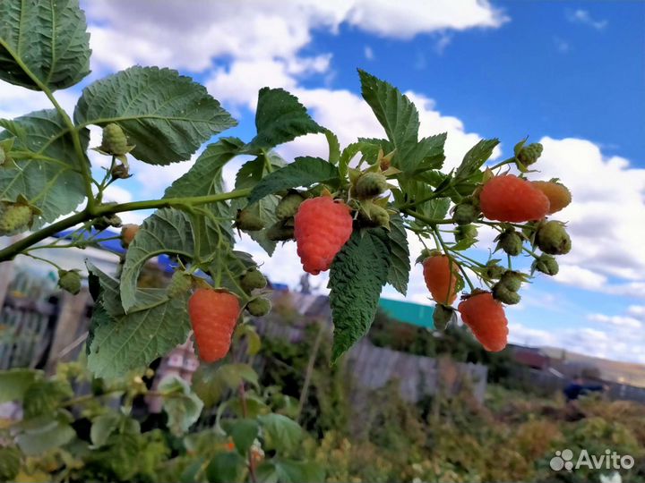 Саженцы малины