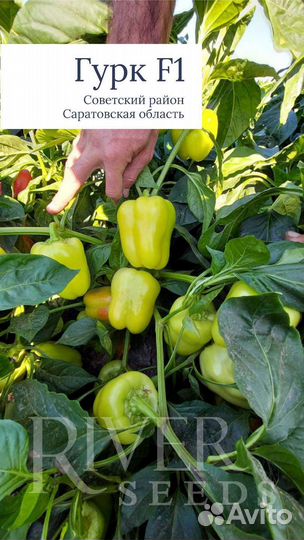 Семена перца Гурк F1