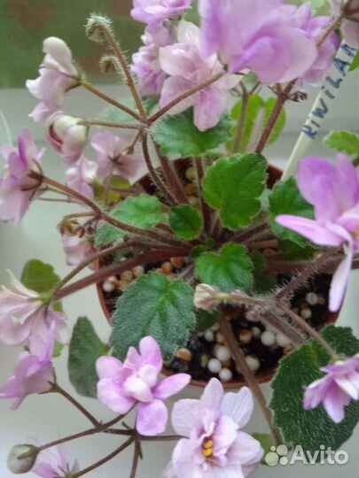 Фиалки сортовые трейлеры