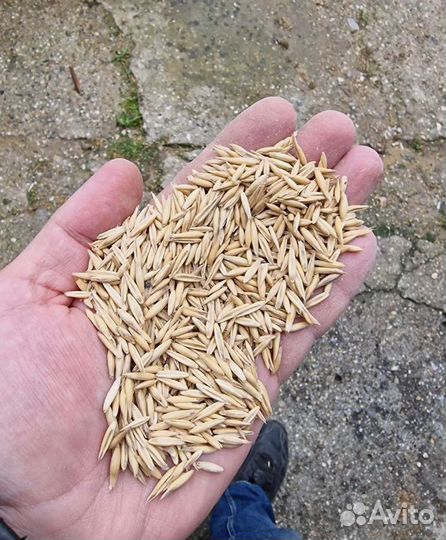 Кормовая пшеница, Просо на корм/посев