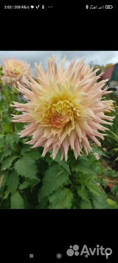 Георгины сортовые