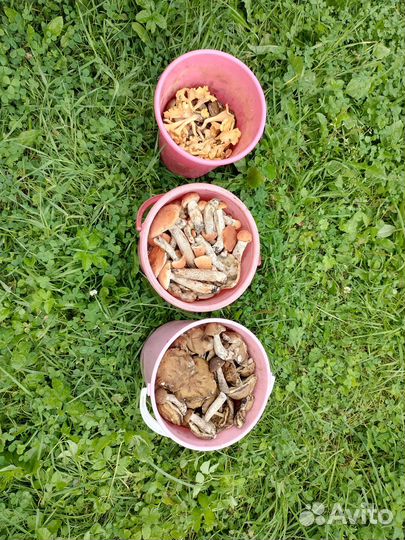 Продам грибы на заказ