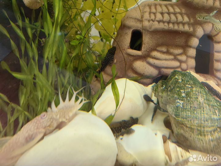Сомики анцистусы и водоросли