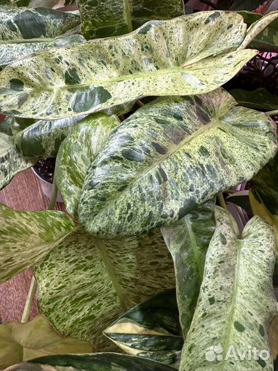 Филодендрон Парадизо Верде/Paraiso verde