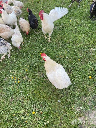 Петухи