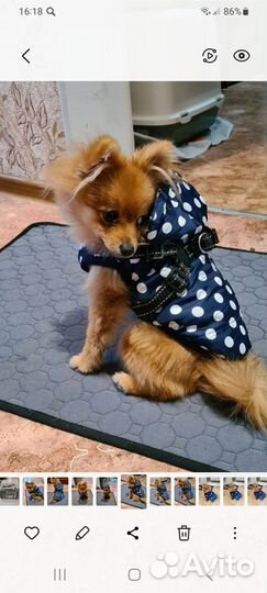 Одежда для маленьких собак м