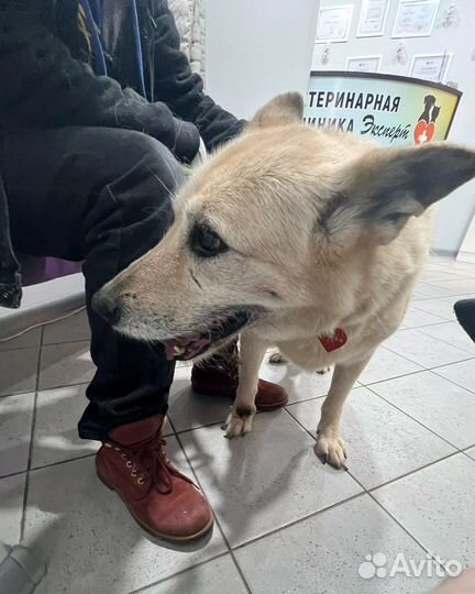 Собака Балта с больной лапой