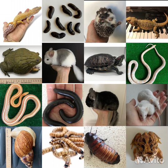 Аренда животных и коробки фанбокс