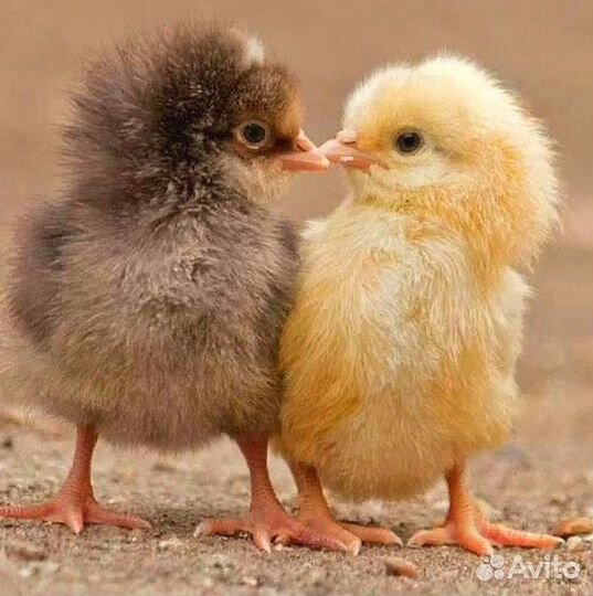 Цыплята несушки суточные и подрощенные
