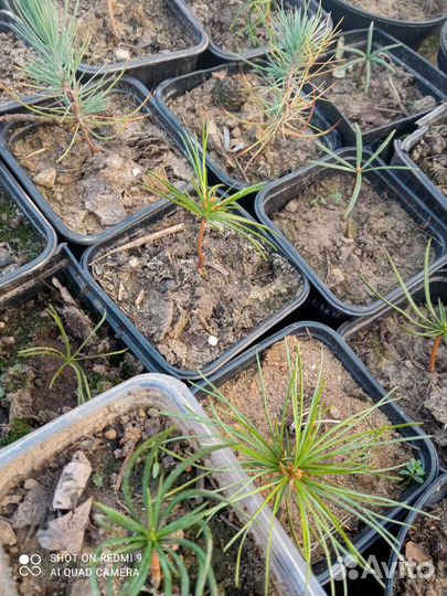 Сеянцы кедра корейского