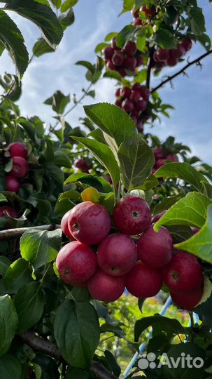 Продам яблоки
