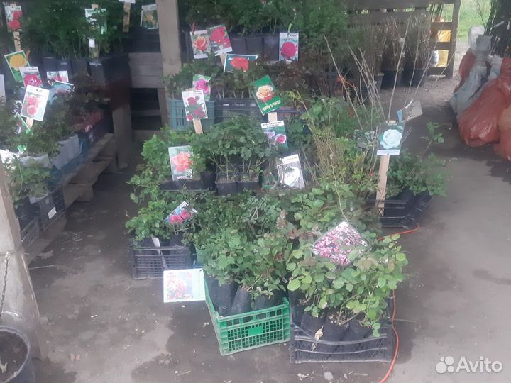 Продаётся саженцы хвойные цветочные растения