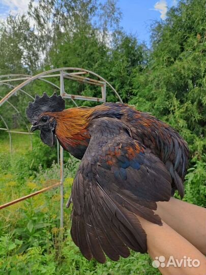 Петух ухейилюй лакендази
