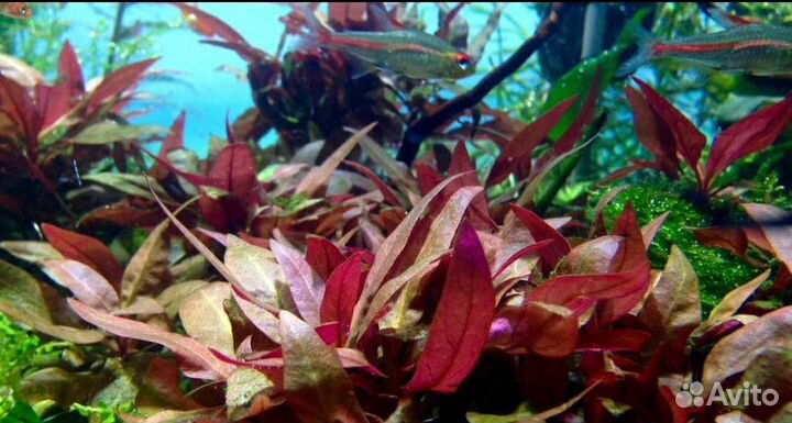 Растения для аквариума