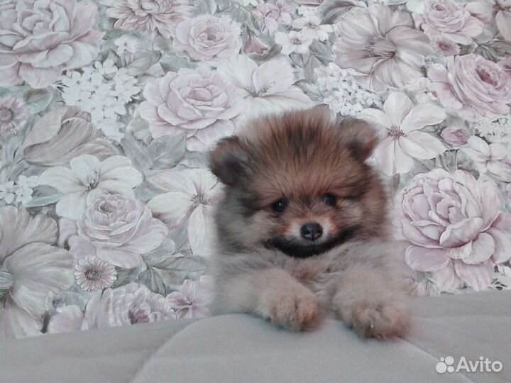 Щенки шпица