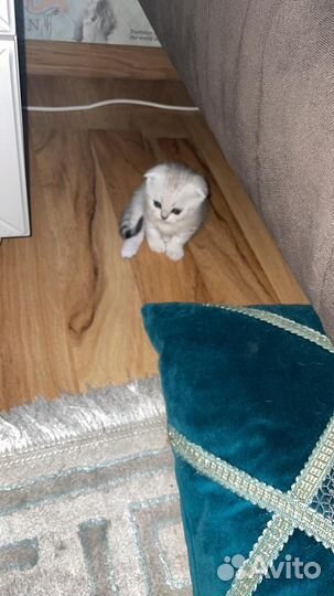 Шотландские котята