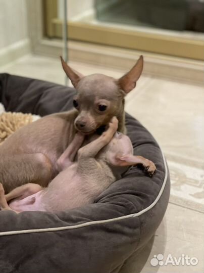 Кукольные реально породные и красивые той-терьеры