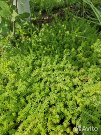 Очиток многолетний