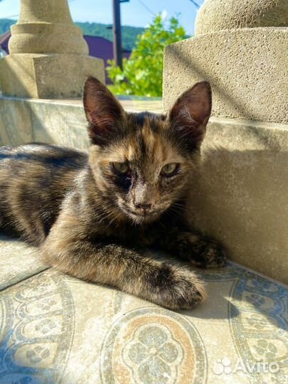 Котенок девочка трехцветка ищет дом