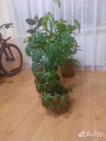 Шеффлера, фикус с классными горшками