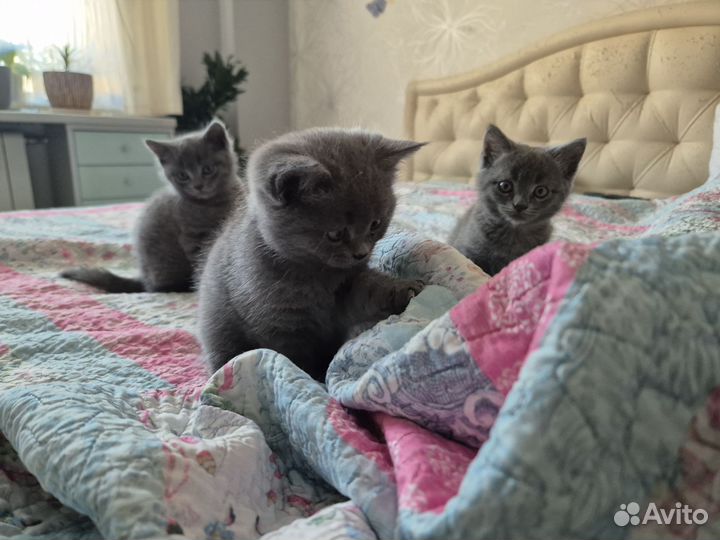 Британские котята