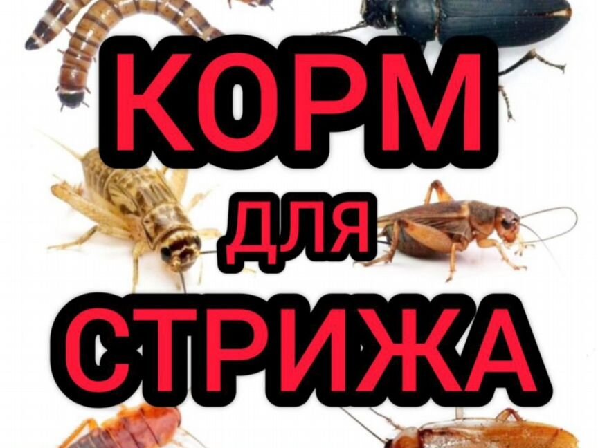 Корм для стрижа