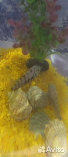Аквариум с рыбками