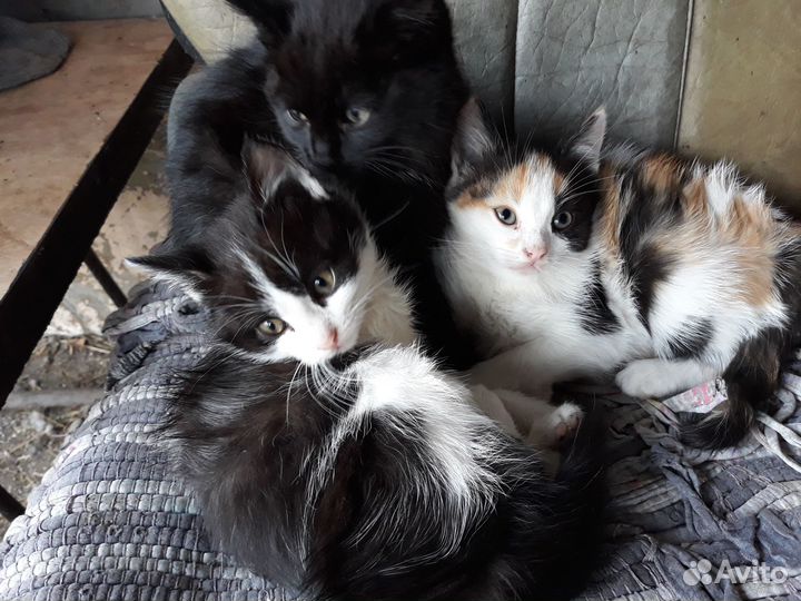 Котята в добрые руки