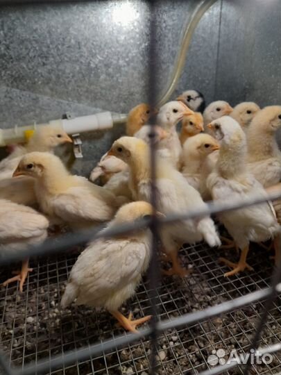 Цыплята кур несушек подрощенные