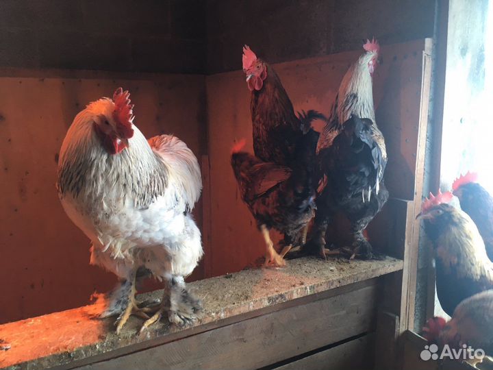 Куры молодки