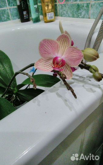 Орхидея фаленопсис