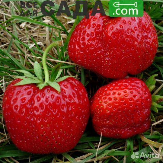 Саженцы клубники Юния Смайдс