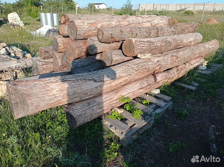 Дуб кругляк