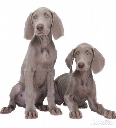 Щенки веймаранера документы РКФ