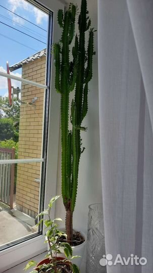 Кактус бесплатно