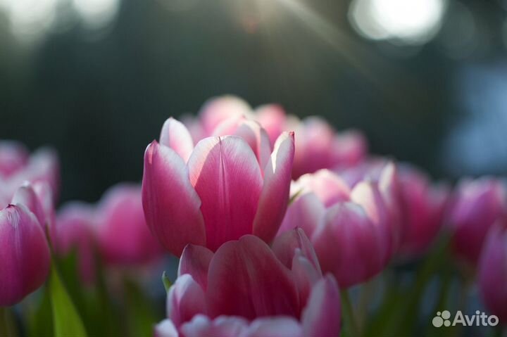 Тюльпаны Оптом от Производителей