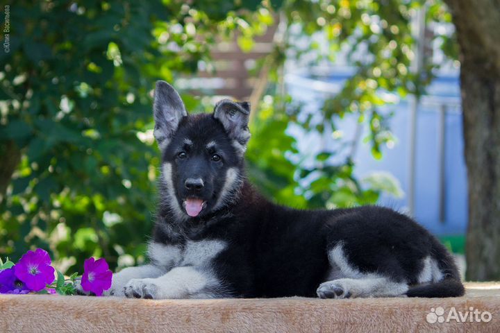 Щенки Восточноевропейской овчарки