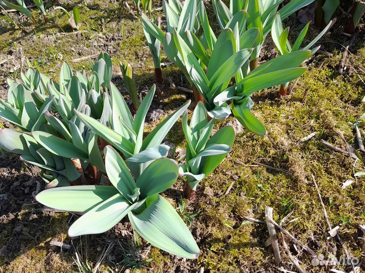 Лук Суворова Анзур