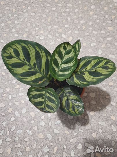 Калатея. Аглаонемы. Фил.Пеперомия