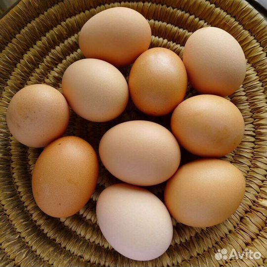 Продажа куринных яиц