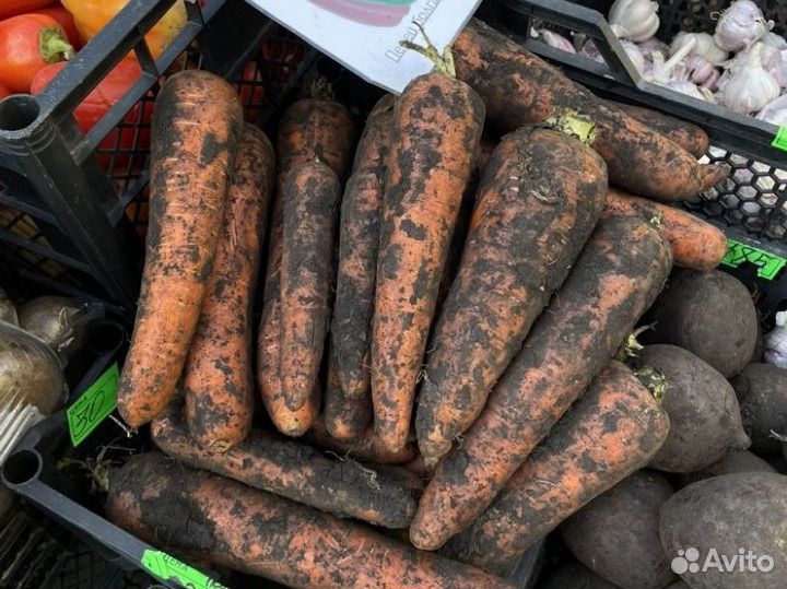 Морковь на хранение