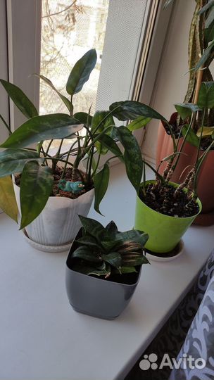 Комнатные цветы