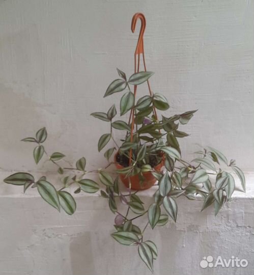 Традесканция 