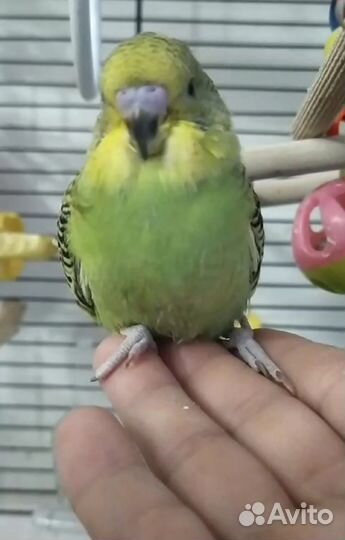 Супер ручная девочка(попугай)